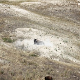 Bison having a roll around in the dust