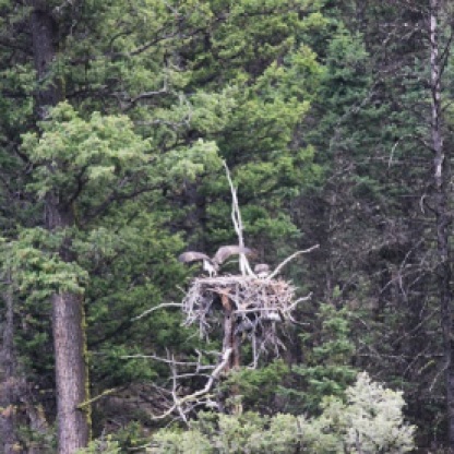 We spotted an Osprey nest with a late blooming chick and it's parents lurking around