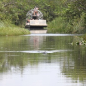 A visitor on the Everglades