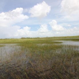 Amazing Everglades
