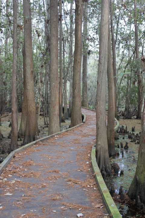 13 Nov 2017 Joyce Swamp Walk (outside New Orleans) (3)